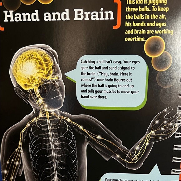 Klutz The Hand Book - Build a Skeleton Hand Kit - Picture 13 of 14